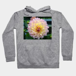 Dahlia Hoodie